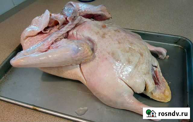 Утки и гуси к праздничному столу Рыбное - изображение 1