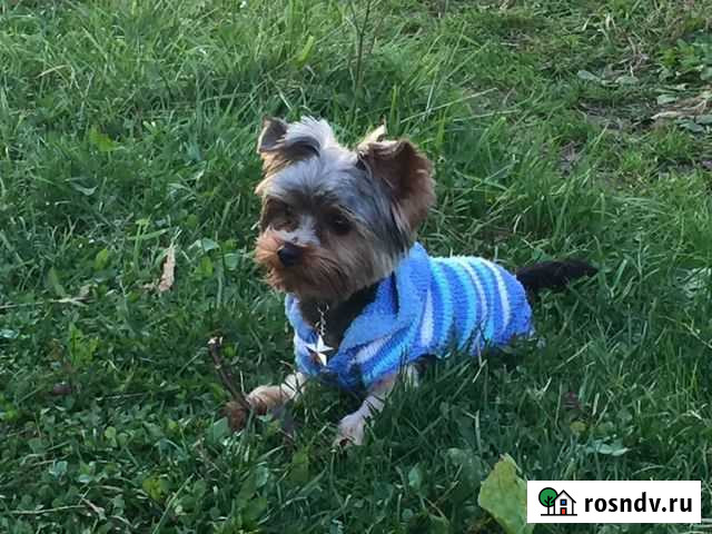 Вязка Йорк Беби Фейс Губаха - изображение 1