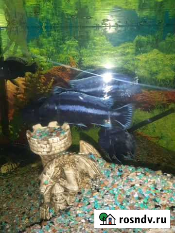 Грунт для аквариума 15 кг Белгород - изображение 1