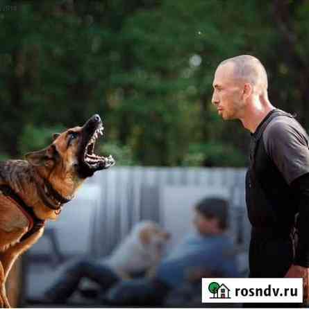 Дрессировка собак Ярославль