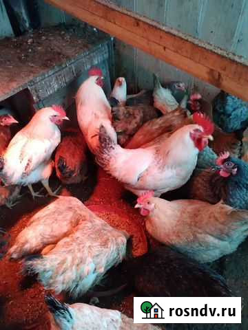 Петух Смоленка - изображение 1