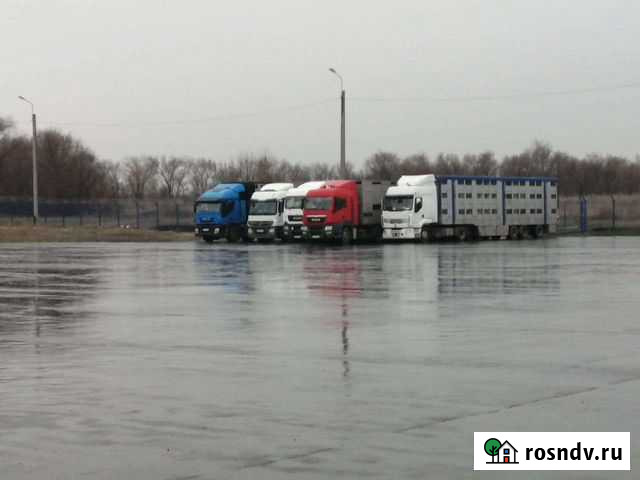 Перевозки скота Волгоград - изображение 1