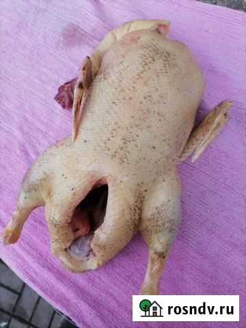 Утка Брянск - изображение 1