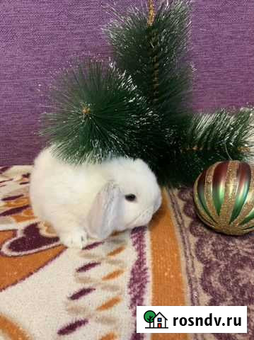 Декоративные кролики Высокая Гора - изображение 1