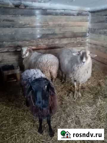 Овцы бараны Ангарск - изображение 1