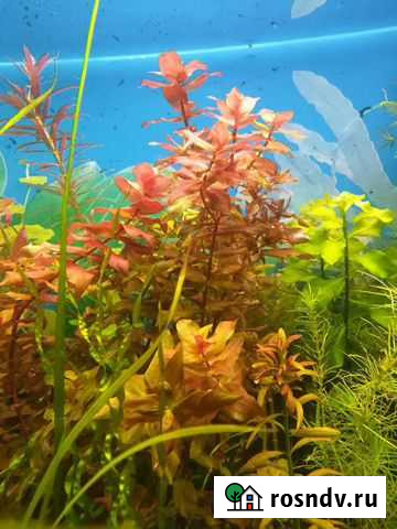 Аквариумные растения Шахты - изображение 1