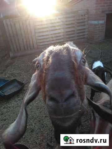 Нубийский козел Каменск-Шахтинский - изображение 1