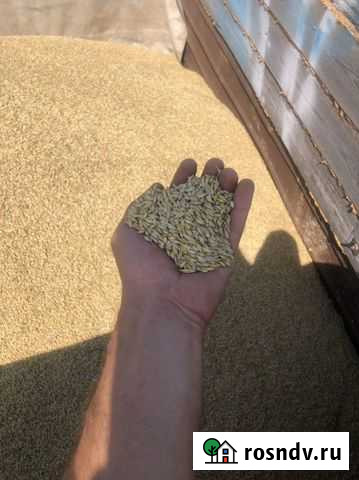 Ячмень Саки - изображение 1