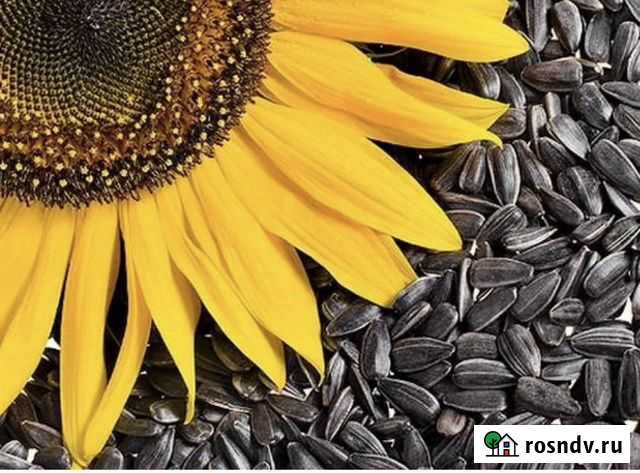 Подсолнечник Елец - изображение 1