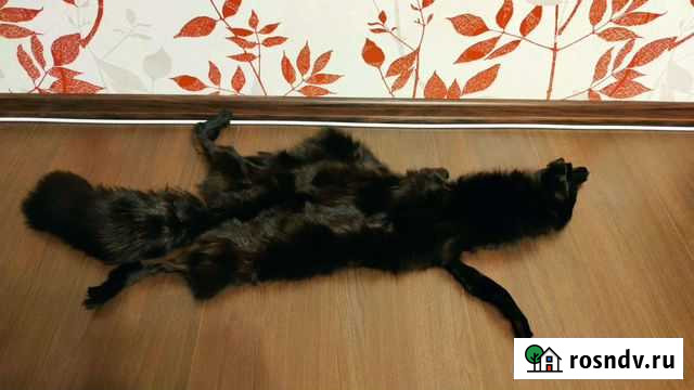 Шкура песца Каменск-Уральский - изображение 1