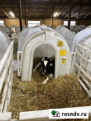 Бычки холмогоры Кушнаренково - изображение 1