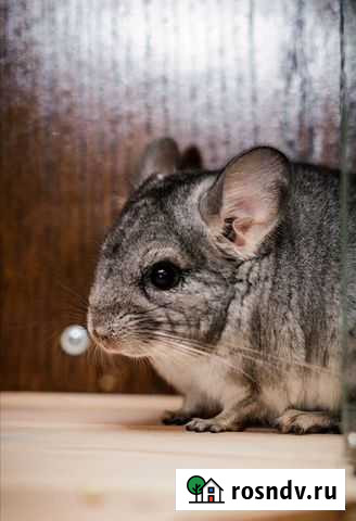 Шиншилла стандарт Воронеж - изображение 1
