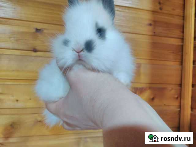 Карликовые крольчата Екатеринбург - изображение 1