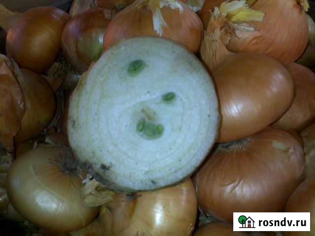 Лук для посадки сорта Титан оптом Кострома - изображение 1