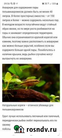 Аквариумные рыбки попугайчик Мурманск - изображение 1