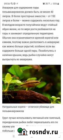 Аквариумные рыбки попугайчик Мурманск - изображение 1