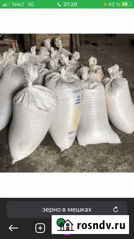 Продам пшеница ячмень кукуруза макуха привоз безсп Валуйки - изображение 1
