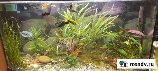 Рыбки,растения,декор Ковров - изображение 1