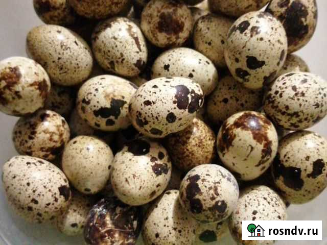 Яйца перепелиные Киров - изображение 1