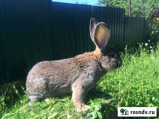Кролик Богатые Сабы - изображение 1