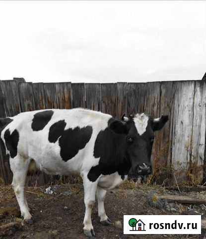 Коровы дойные молочные Саянск - изображение 1