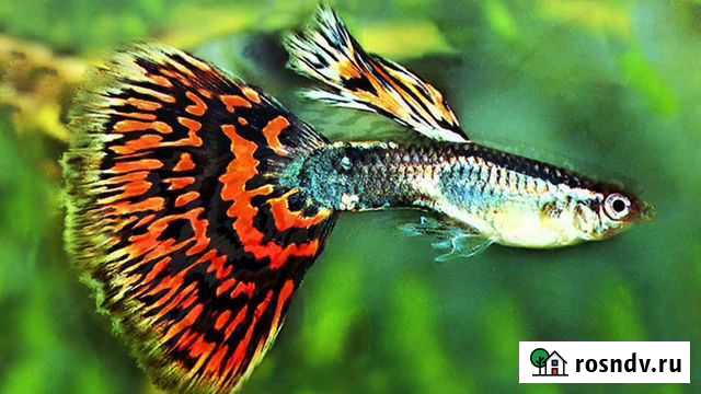 Аквариумные рыбки.обновление Серпухов - изображение 1