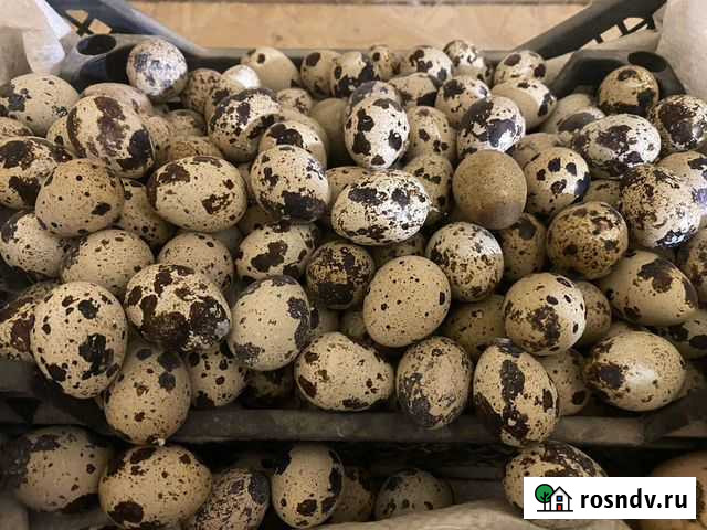 Яйца перепелиные Тверь - изображение 1