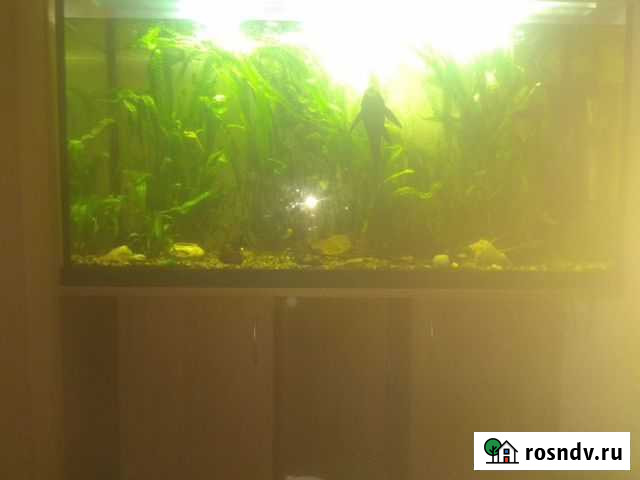 Аквариум с тумбой 300 литров Калуга - изображение 1