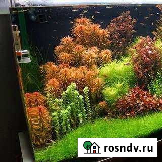 Аквариумные растения Хабаровск - изображение 1