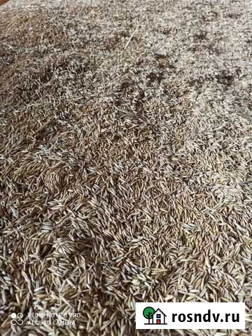 Овес Ойсхара - изображение 1