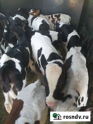 Телята Натырбово - изображение 1