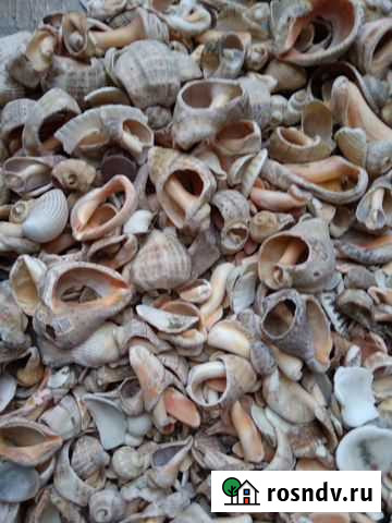 Ракушки Омск - изображение 1