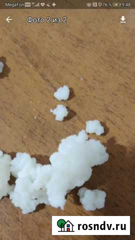 Тибетский молочный грибок Заводской - изображение 1