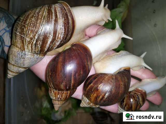 Улитка ахатины Симферополь - изображение 1