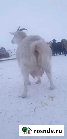 Сельхозживотные Промышленная - изображение 1