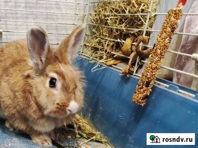 Карликовый кролик Самара - изображение 1