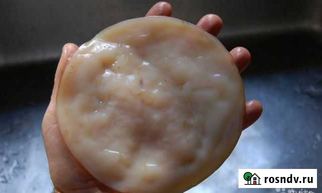 Чайный гриб Волжский - изображение 1