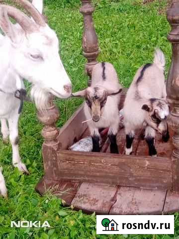 Коза и козлик с козочкой Березовский - изображение 1