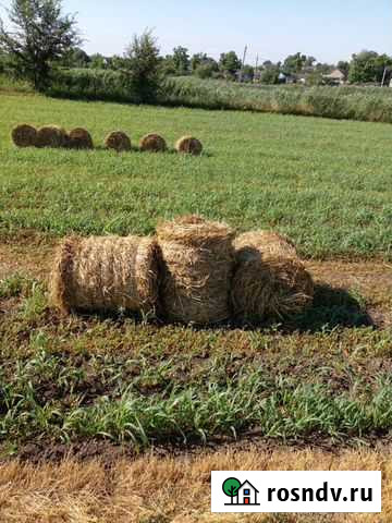 Сено Красное - изображение 1