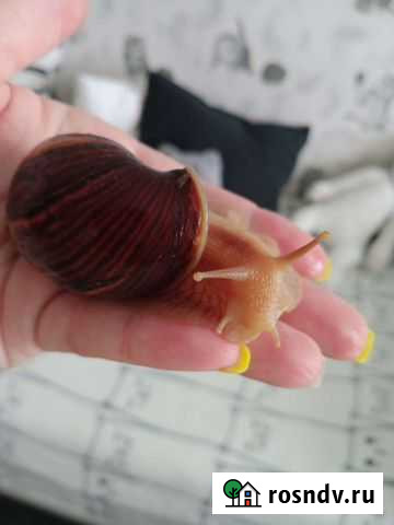 Улитка Сланцы - изображение 1