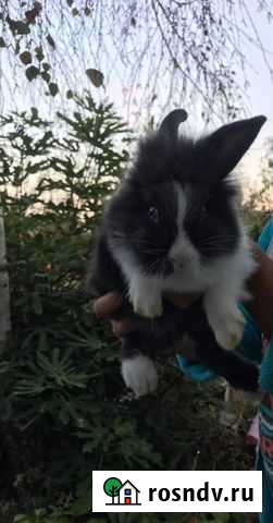 Декоративные кролики Смоленская - изображение 1