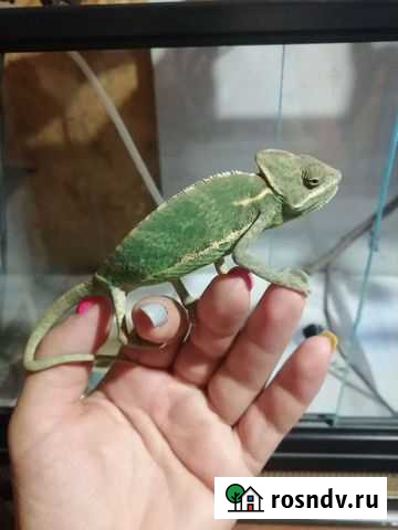 Йеменский хамелеон Курган - изображение 1