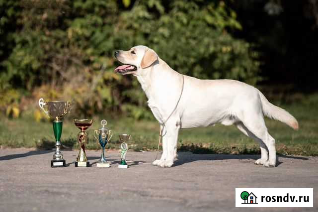 Лабрадор для вязки Иваново - изображение 1