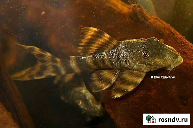 Сомы L;206,002,226 Липецк - изображение 1