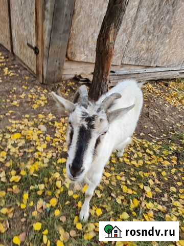 Козы Лысково - изображение 1