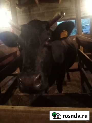 Корова дойная Большие Салы - изображение 1