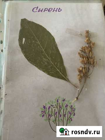 Гербарий Ангарск - изображение 1