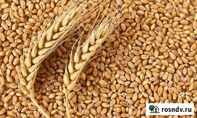 Овес Губкин - изображение 1