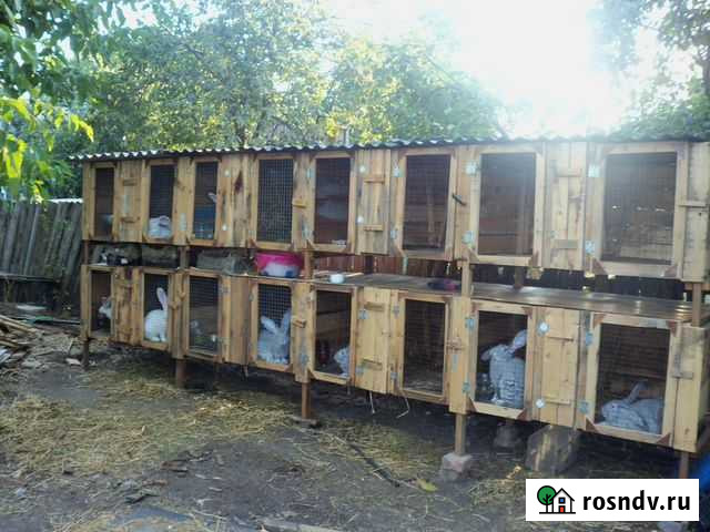 Белый, серый великан, калифорнийский племенные Гуково - изображение 1