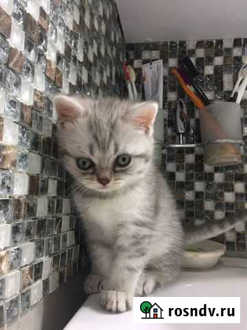 Шотландский мальчик Тула - изображение 1